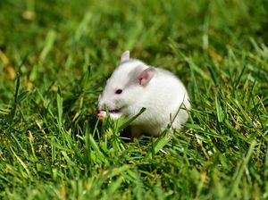 Ilmuwan China Transplantasi Sel Otak Manusia ke Tikus, untuk Apa?