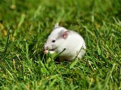 Ilmuwan China Transplantasi Sel Otak Manusia ke Tikus, untuk Apa?