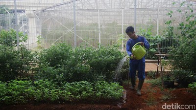 Urban Farming Bikin Adem Kawasan Depo LRT Jakarta
