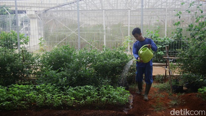 Petugas yang tergabung dalam Kelompok Tani (Poktan) LRT Jakarta melakukan budidaya tanaman buah dan sayur di kawasan Depo LRT Jakarta Pegangsaan Dua, Kelapa Gading, Jakarta Utara, Selasa (3/9/2024).