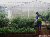 Urban Farming Bikin Adem Kawasan Depo LRT Jakarta