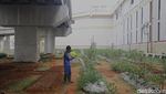 Urban Farming Bikin Adem Kawasan Depo LRT Jakarta