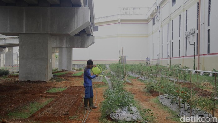 Ide Agrobisnis Rumahan yang Menguntungkan dan Mudah Dijalankan