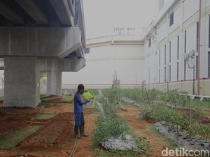 Ide Agrobisnis Rumahan yang Menguntungkan dan Mudah Dijalankan