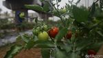 Urban Farming Bikin Adem Kawasan Depo LRT Jakarta
