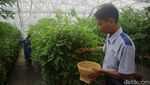 Urban Farming Bikin Adem Kawasan Depo LRT Jakarta