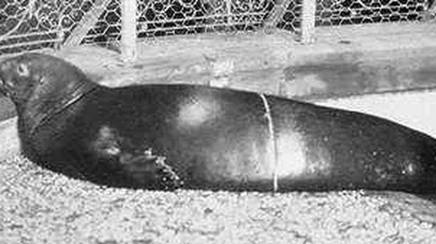Anjing Laut Biarawan Karibia