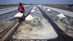 Begini Cara Petani Panen Garam di Indramayu