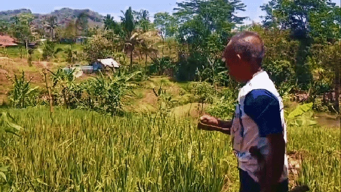 Bra dan celana dalam jadi cara Agus usir burung di sawahnya.