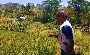 Kala Bra-Celana Dalam Berkibar Jadi Senjata Pengusir Burung di Sawah