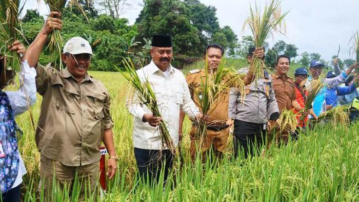 Bupati Kutai Kartanegara (Kukar) Edi Damansyah saat melaksanakan panen padi di pedesaan Kukar.