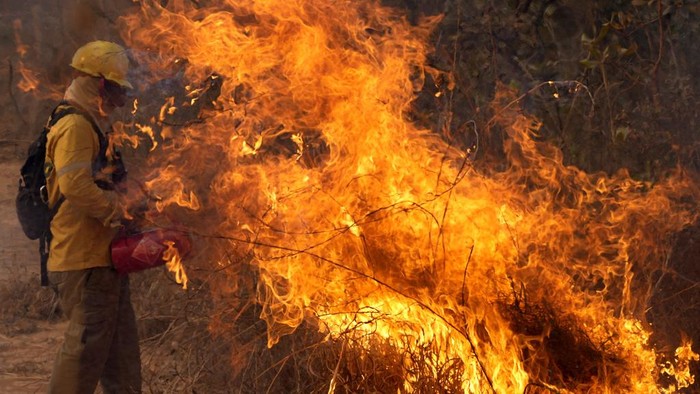 Hutan Nasional Brasilia Terbakar Hebat A firefighter works to put out fires in the Brasilia National Forest, Brazil, in the middle of the dry season, Tuesday, Sept. 3, 2024. (AP Photo/Eraldo Peres)