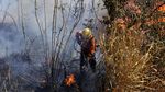 Hutan Nasional Brasilia Terbakar Hebat