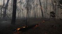 Ini adalah jumlah tertinggi dalam satu bulan Agustus sejak 2010, dengan sebagian besar kebakaran dilaporkan terjadi di Amazon dan wilayah sabana Cerrado.