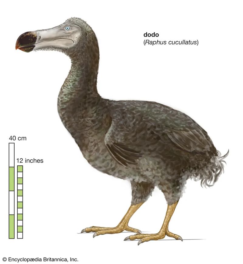 Burung Dodo.