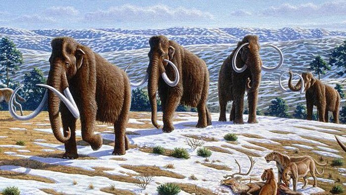 Ilustrasi Mammoth berbulu (Mammuthus primigenius).