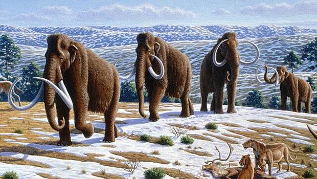 Ilustrasi Mammoth berbulu (Mammuthus primigenius).