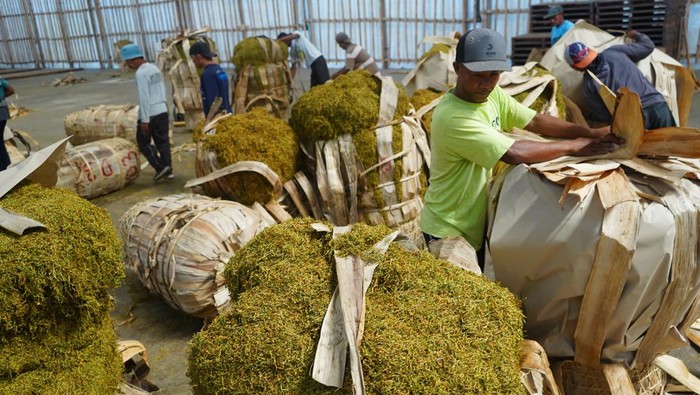 Pekerja menata keranjang tembakau di gudang tembakau perwakilan pabrikan rokok di Temanggung, Jawa Tengah, Rabu (4/9/2024). Sejumlah pabrik rokok besar membeli tembakau Temanggung dengan harga berkisar Rp50.000 - Rp75.000 per kilogram untuk grade C dan D. ANTARA FOTO/Anis Efizudin/rwa.
