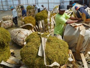 Petani Tembakau & Cengkeh Tolak Aturan Rokok PP 28, Bisa Gerus Pendapatan