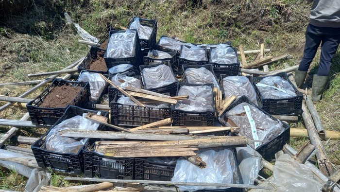 Pemusnahan bibit tanaman hias asal Belanda
