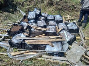 1,5 Ton Bibit Tanaman Hias Asal Belanda Mengandung Virus Dimusnahkan