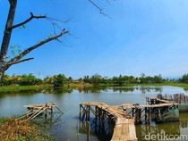 Ada si Raja Biawak di Balik Keindahan Rawa Talanca