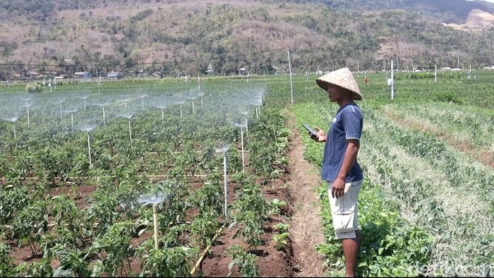 Petani di Bantul gunakan perintah suara untuk menyirami tanamannya.