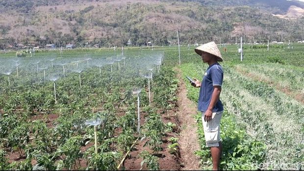 Petani di Bantul gunakan perintah suara untuk menyirami tanamannya.