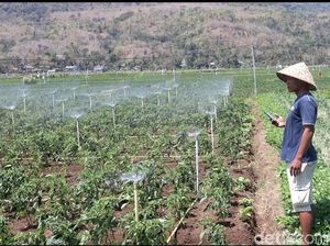 Canggih! Petani di Bantul Ini Bikin Sistem Penyiraman Pakai Perintah Suara