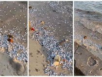 Viral Ribuan Ikan Mati di Pantai Pesawaran, BMKG Bantah Terkait Megathrust
