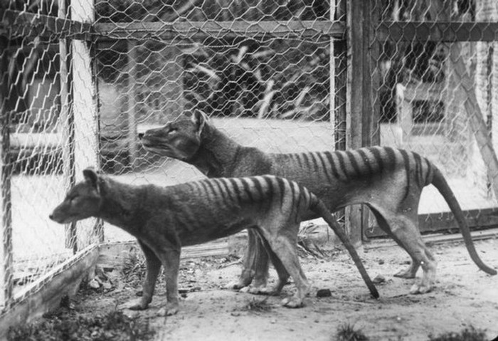 Seekor harimau dewasa dan seekor harimau muda di Kebun Binatang Beaumaris (SB) di Hobart, Tasmania pada 27 September 1911.