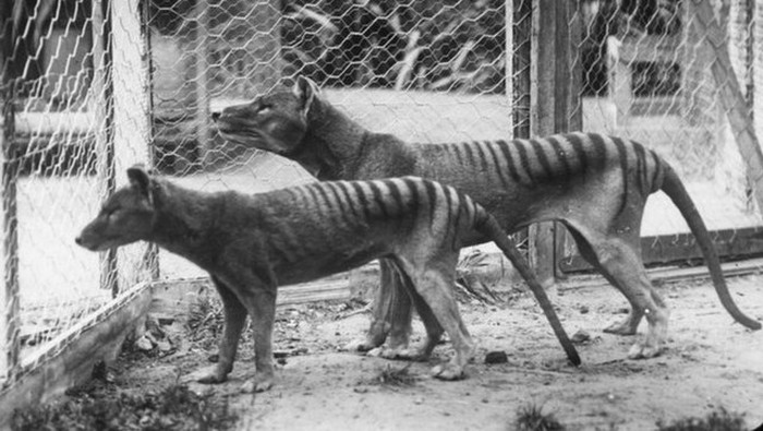 Seekor harimau dewasa dan seekor harimau muda di Kebun Binatang Beaumaris (SB) di Hobart, Tasmania pada 27 September 1911.