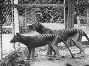 Harimau yang Sudah Punah Ini Bakal Dihidupkan Ilmuwan, Bagaimana Caranya?
