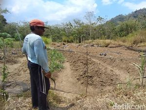 Kemarau Tiba, Kawanan Monyet Ekor Panjang Kembali Serang Lahan Petani Magelang