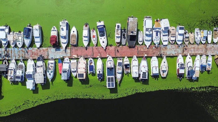 A drone image shows a boat cruising in the River Sava's inlet, where water has been covered with algae that thrive in warm and polluted environment in Belgrade, Serbia, September 2, 2024. REUTERS/Djordje Kojadinovic