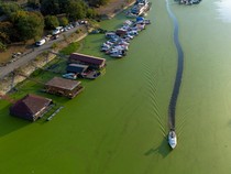Sungai Sava di Serbia Menghijau Dikepung Ganggang Akibat Cuaca Panas