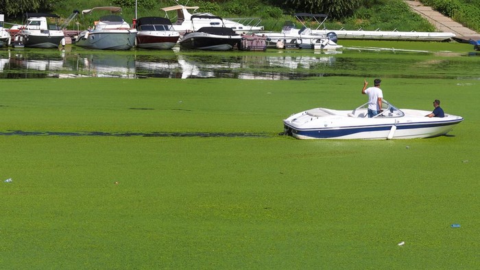 Sungai Sava di Serbia Menghijau Dikepung Ganggang Akibat Cuaca Panas A drone image shows a boat cruising in the River Sava's inlet, where water has been covered with algae that thrive in warm and polluted environment in Belgrade, Serbia, September 2, 2024. REUTERS/Djordje Kojadinovic