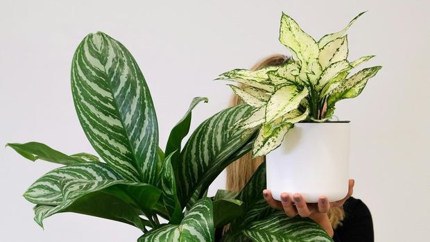 Tanaman Sri Rejeki Ilustrasi tanaman sri rejeki