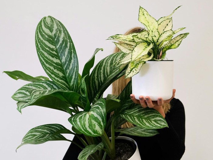 8 Tanaman Hias Indoor yang Mudah Dirawat, Low Maintenance tapi Kaya Manfaat