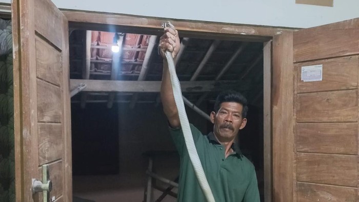 Ular kobra Jawa yang diamankan RCTD di Cawas Klaten.
