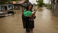 Seorang warga melindungi angsanya dari banjir.