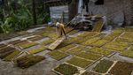 Wow! Tembakau Alternatif Daun Talas Hasilkan Rp 30 Juta/Bulan