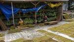 Wow! Tembakau Alternatif Daun Talas Hasilkan Rp 30 Juta/Bulan