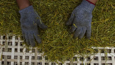 Wow! Tembakau Alternatif Daun Talas Hasilkan Rp 30 Juta/Bulan