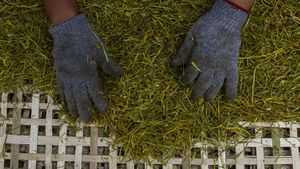 Wow! Tembakau Alternatif Daun Talas Hasilkan Rp 30 Juta/Bulan