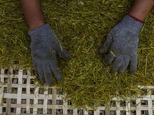 Wow! Tembakau Alternatif Daun Talas Hasilkan Rp 30 Juta/Bulan