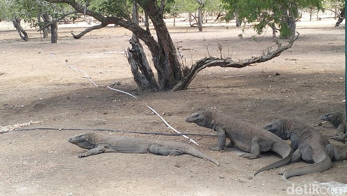 Biawak komodo di Loh Sebita, Pulau Komodo, Taman Nasional Komodo, Kamis (5/9/2024).
