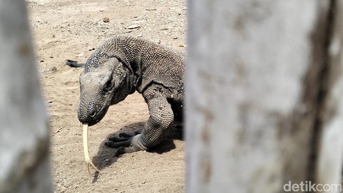 Biawak komodo di Loh Sebita, Pulau Komodo, Taman Nasional Komodo, Kamis (5/9/2024).