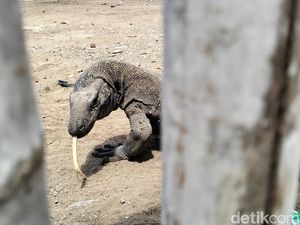 Komodo Masuk Permukiman dan Mangsa Kambing di Manggarai Timur