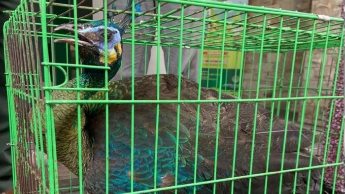 Burung merak hujau yang diserahkan ke BBKSDA Jabar.